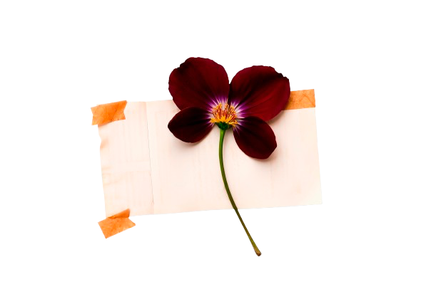 Flor roja sobre un folio de papel 